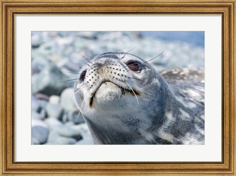 Framed Weddell Seal Resting, Western Antarctic Peninsula, Antarctica Print