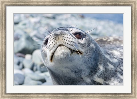 Framed Weddell Seal Resting, Western Antarctic Peninsula, Antarctica Print