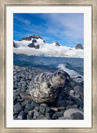 Framed Weddell seal, beach, Western Antarctic Peninsula Print
