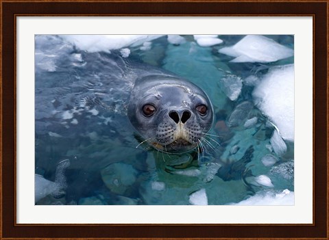 Framed Weddell seal in the water, Western Antarctic Peninsula Print