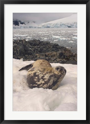 Framed Weddell seal resting, western Antarctic Peninsula Print