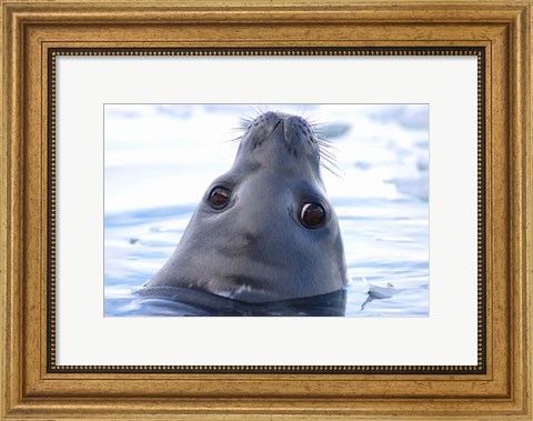 Framed Weddell Seal Head, Western Antarctic Peninsula Print