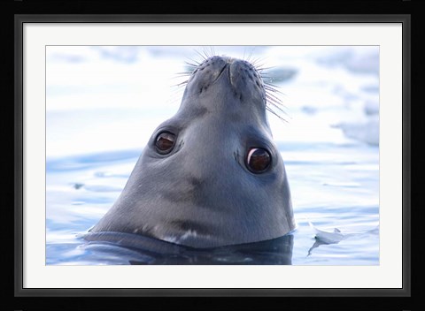 Framed Weddell Seal Head, Western Antarctic Peninsula Print