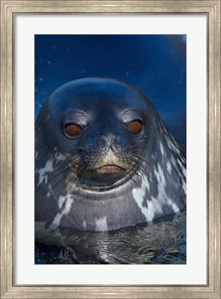 Framed Close up of Weddell seal, Western Antarctic Peninsula Print