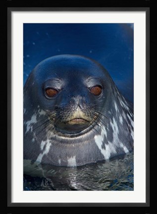 Framed Close up of Weddell seal, Western Antarctic Peninsula Print