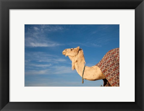 Framed Camel, Tunisia Print