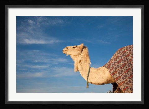 Framed Camel, Tunisia Print