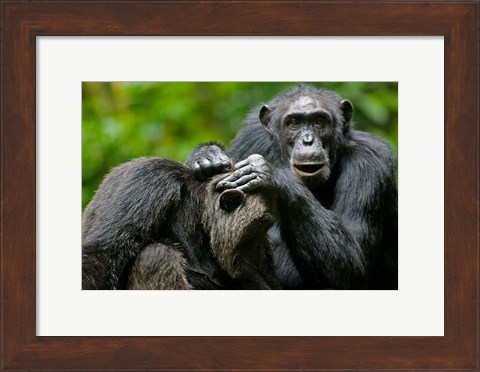 Framed Uganda, Kibale Forest Reserve, Chimpanzee, primate Print