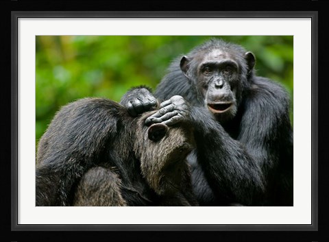 Framed Uganda, Kibale Forest Reserve, Chimpanzee, primate Print