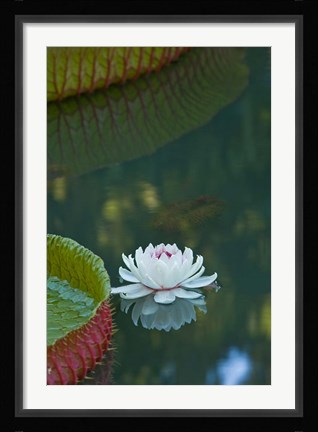 Framed Water lily flowers, Mauritius Print