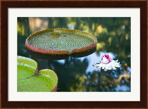 Framed Victoria amazonica water lily flower, Mauritius Print