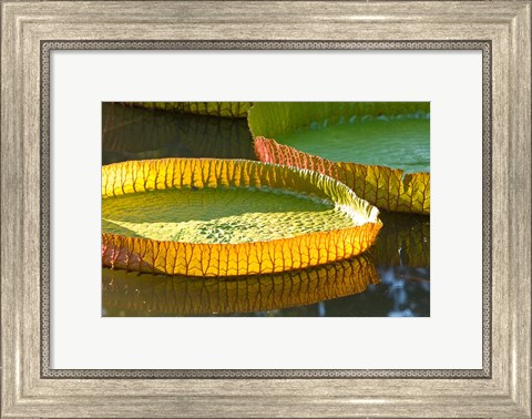 Framed Victoria amazonica water lily leaf, Mauritius Print