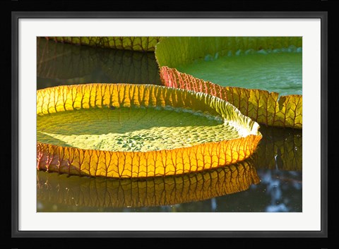 Framed Victoria amazonica water lily leaf, Mauritius Print