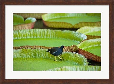 Framed Bird on a water lily leaf, Mauritius Print