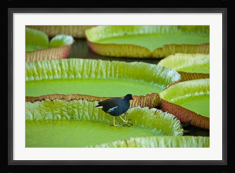 Framed Bird on a water lily leaf, Mauritius Print