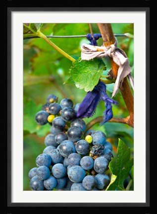 Framed Vineyard operated by Dynasty winery near Jixian, Tianjin province, China Print