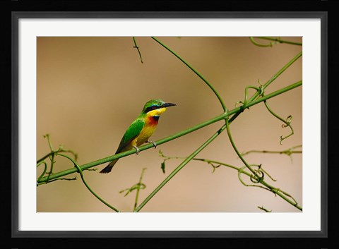 Framed Tropical Bird, Little Bee Eater, Masai Mara GR, Kenya Print