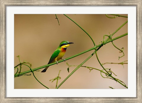 Framed Tropical Bird, Little Bee Eater, Masai Mara GR, Kenya Print