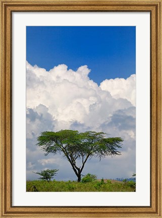 Framed Umbrella Thorn Acacia, Lake Nakuru National Park, Kenya Print