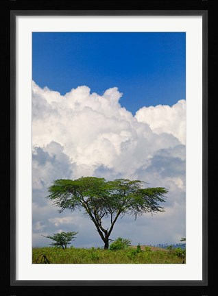 Framed Umbrella Thorn Acacia, Lake Nakuru National Park, Kenya Print