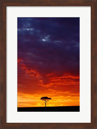 Framed Masai Mara Game Reserve, Kenya Print