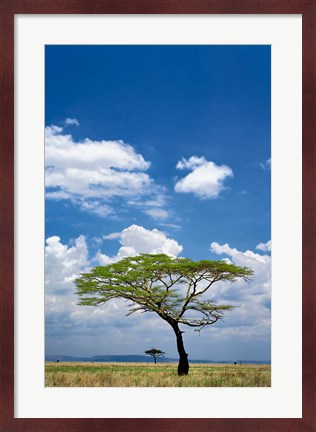Framed Umbrella Thorn Acacia, Serengeti National Park, Tanzania Print