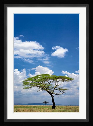 Framed Umbrella Thorn Acacia, Serengeti National Park, Tanzania Print