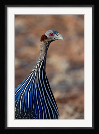 Framed Vulturine Guinea fowl, Samburu Game Reserve, Kenya Print