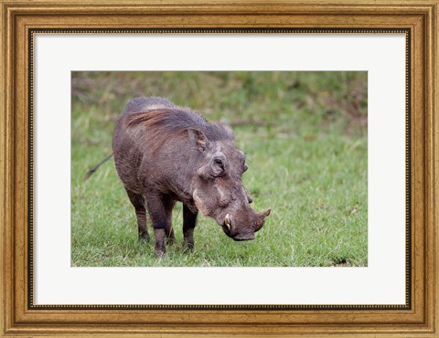Framed Warthog wildlife, Maasai Mara, Kenya Print