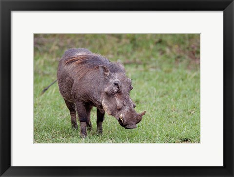 Framed Warthog wildlife, Maasai Mara, Kenya Print