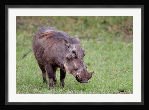 Framed Warthog wildlife, Maasai Mara, Kenya Print