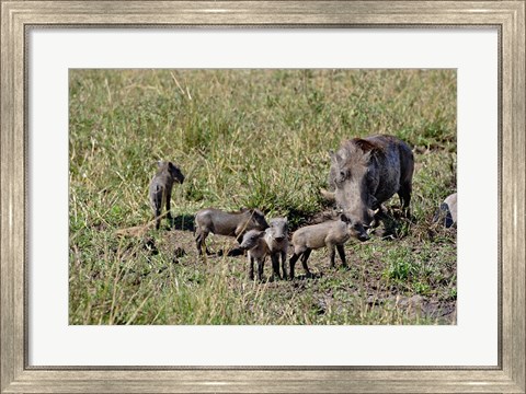 Framed Warthog with babies, Masai Mara Game Reserve, Kenya Print