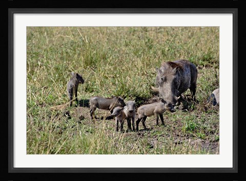 Framed Warthog with babies, Masai Mara Game Reserve, Kenya Print