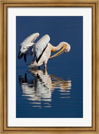 Framed White Pelican bird, Lake Nakuru National Park, Kenya Print