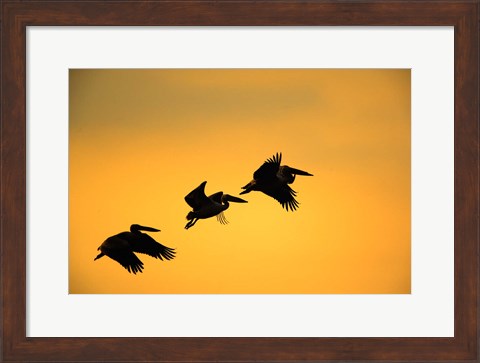 Framed White Pelican birds, Lake Manyara National Park, Tanzania Print