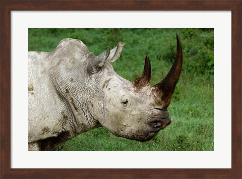 Framed Head of a White Rhinoceros, Lake Nakuru National Park, Kenya Print