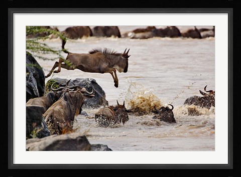 Framed Wildebeest jumping into Mara River, Masai Mara Game Reserve, Kenya Print