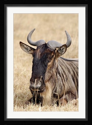 Framed Wildebeest resting, Ngorongoro Crater, Tanzania Print