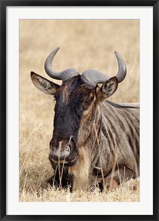 Framed Wildebeest resting, Ngorongoro Crater, Tanzania Print