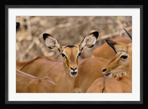 Framed Wildlife, Female Impala, Samburu Game Reserve, Kenya Print