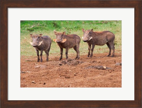 Framed Warthog, Aberdare National Park, Kenya Print