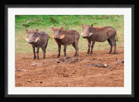 Framed Warthog, Aberdare National Park, Kenya Print
