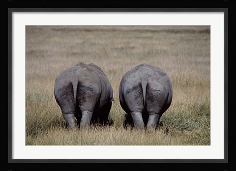 Framed White Rhinos in Lake Nakuru National Park, Kenya Print