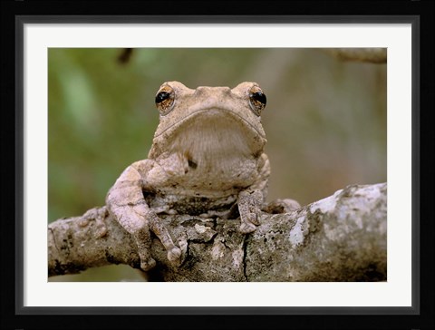Framed Tree Frog, Phinda Reserve, South Africa Print