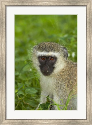 Framed Vervet Monkey, Chlorocebus pygerythrus, Kruger NP, South Africa Print
