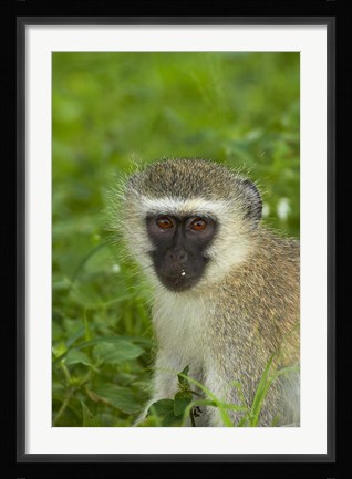Framed Vervet Monkey, Chlorocebus pygerythrus, Kruger NP, South Africa Print