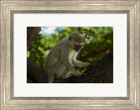Framed Vervet monkey, Victoria Falls, Zimbabwe, Africa Print