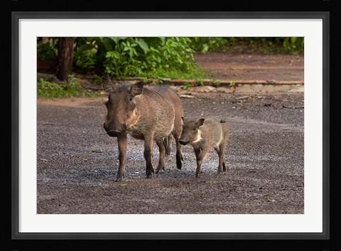 Framed Warthog and babies, Chobe Safari Lodge, Kasane, Botswana, Africa Print