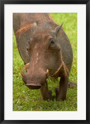Framed Warthog, Kruger National Park, South Africa Print