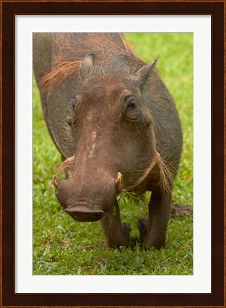 Framed Warthog, Kruger National Park, South Africa Print